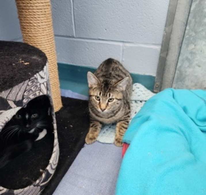 Photo of Pip - Kitchener