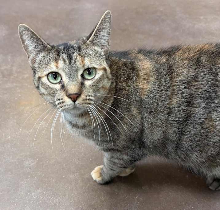 Photo of Xena Warrior Princess