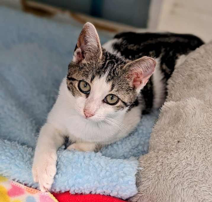 Photo of Peppermint 25-7052