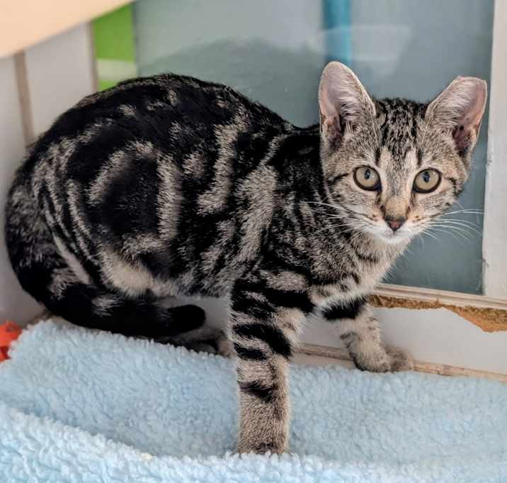 Photo of Candy Cane 25-7051