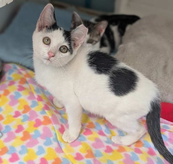 Photo of Marshmallow 25-7050