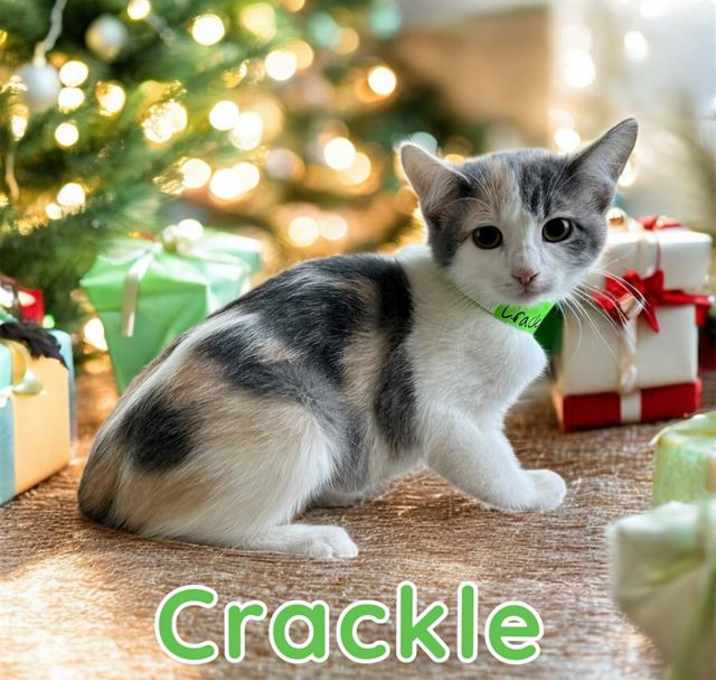 Photo of CRACKLE