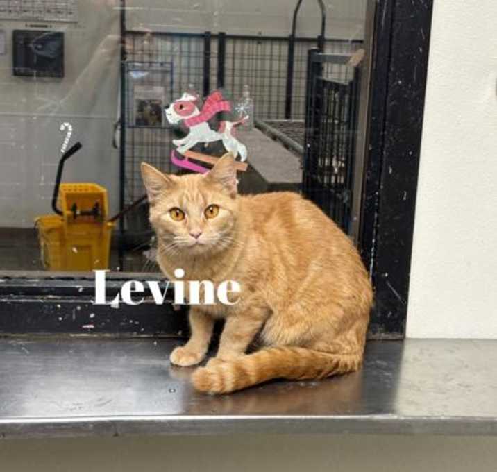 Photo of Levine
