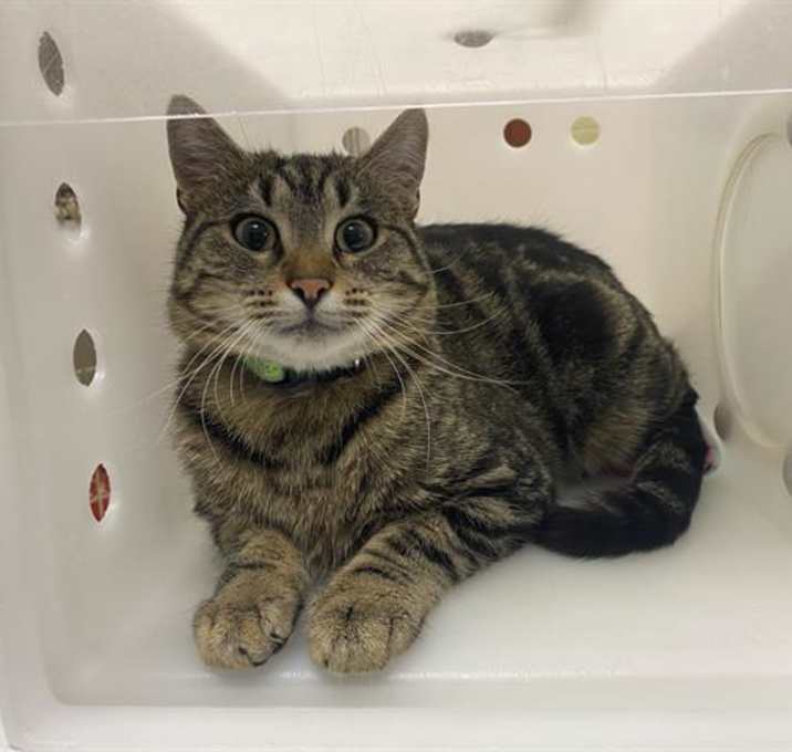 Photo of MISS PICKLES