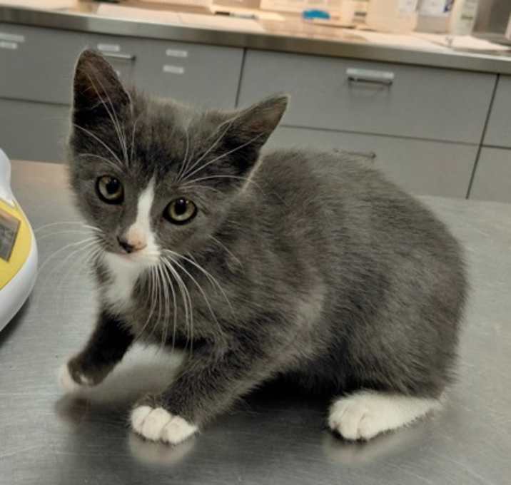 Photo of F25 FC 1578 Miran