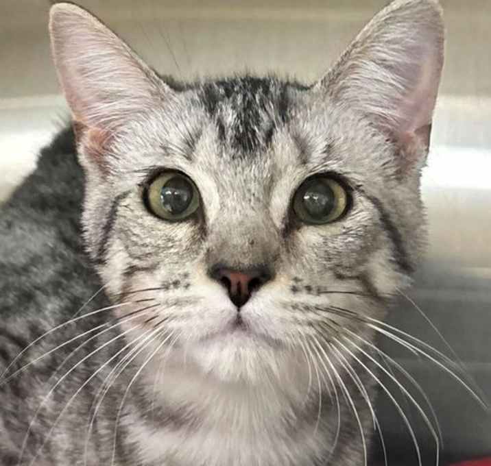 Photo of Silver Surfer