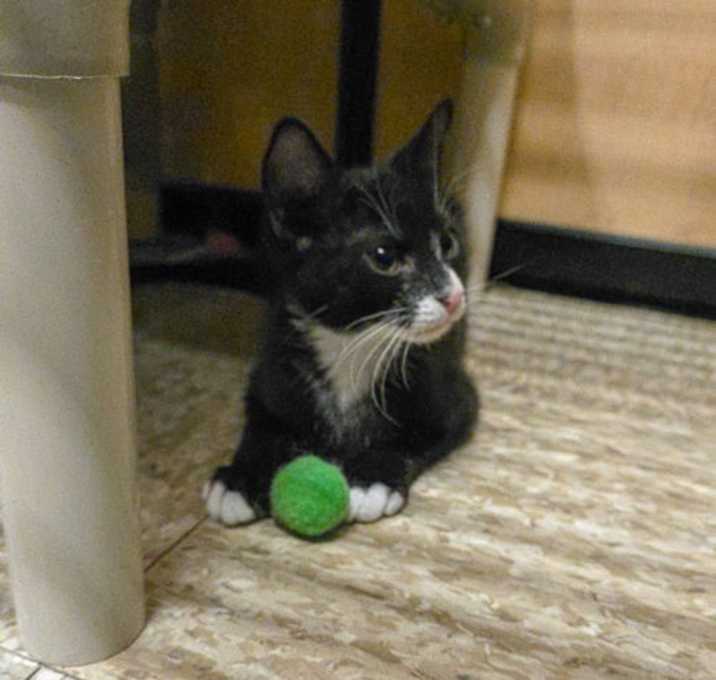 Photo of Oreo (FCID# 11/06/2025-1 Glen Mills PS)