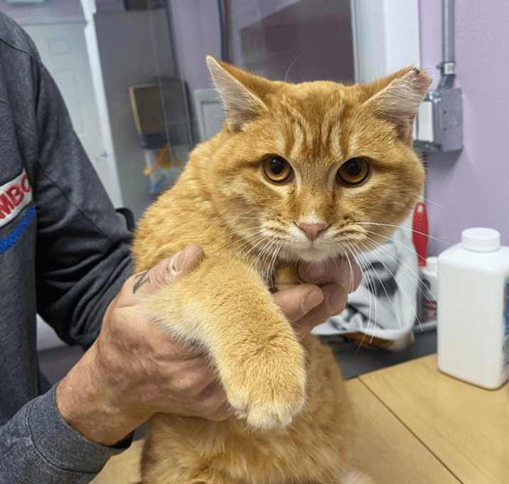 Photo of Sunbeam (bonded to Baron)