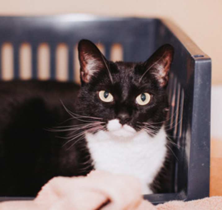 Photo of 89532A Lily