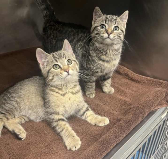 Photo of Warm Fuzzy Mittens