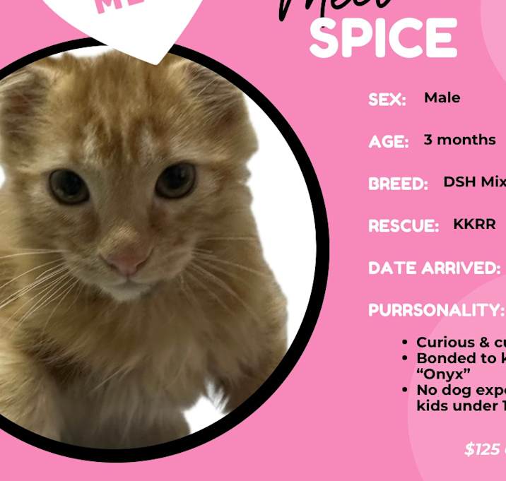 Photo of Spice