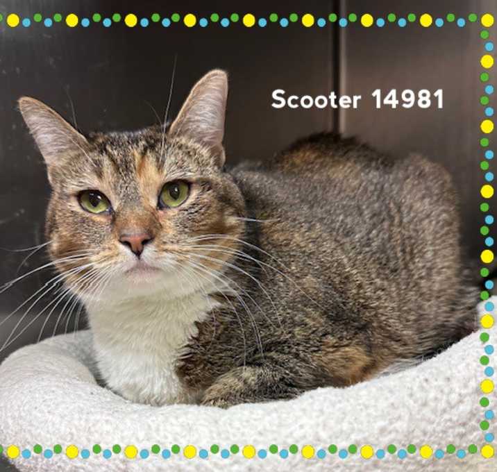 Photo of SCOOTER