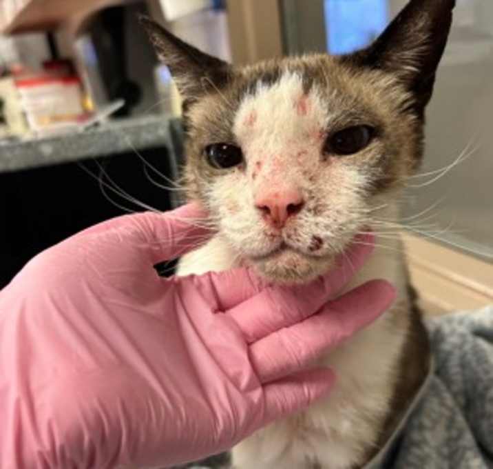 Photo of Boots-Rescue Only