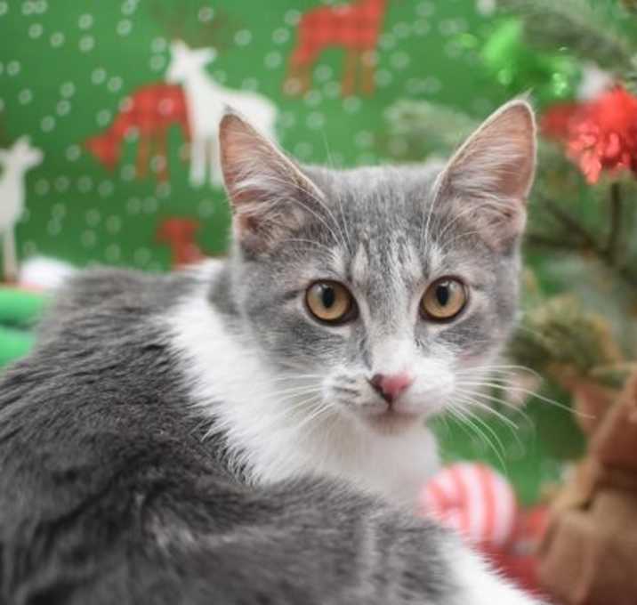 Photo of Peppermint Patty