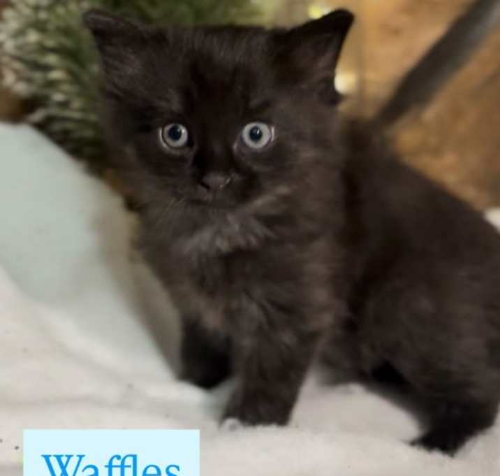 Photo of Waffles