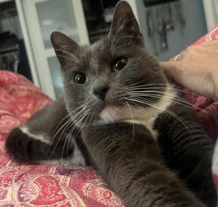 Photo of Dixie (sweet, gentle, and quiet girl)