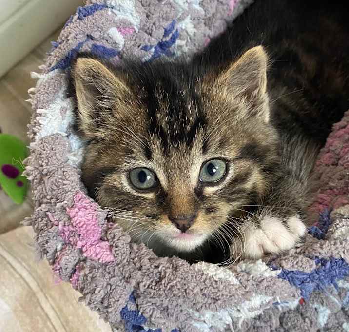 Photo of Foucault OBCR-1763