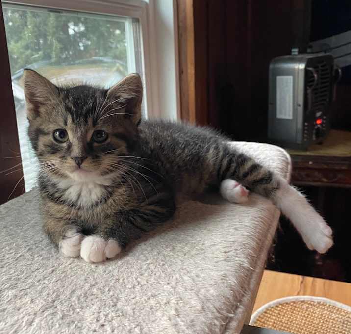 Photo of Rousseau OBCR-1762