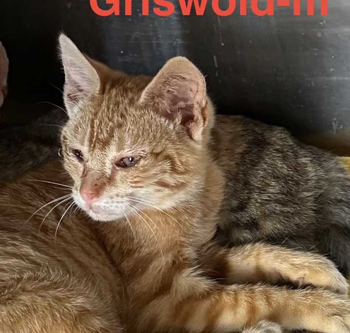 Photo of Griswold 25