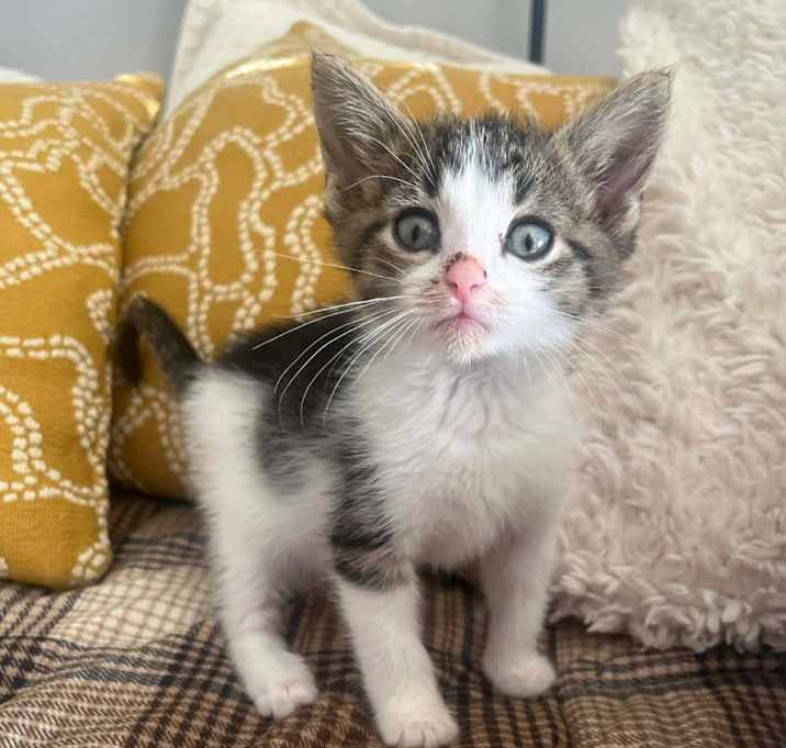 Photo of Douglas Fur