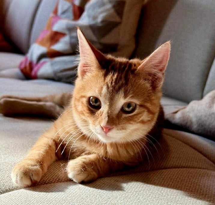 Photo of Foxtrot bonded sibling pair with Tango