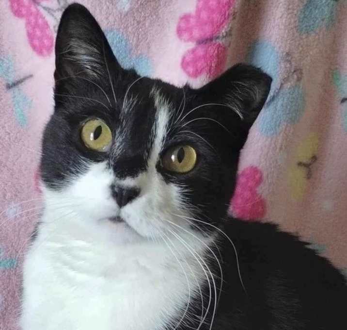 Photo of Pixie (aka Mama Pixie)