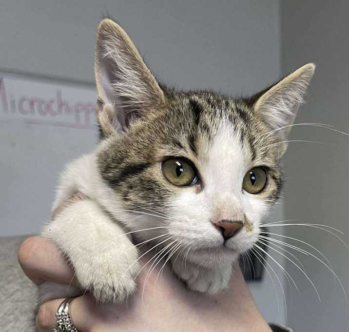 Photo of Kendrick Lamar