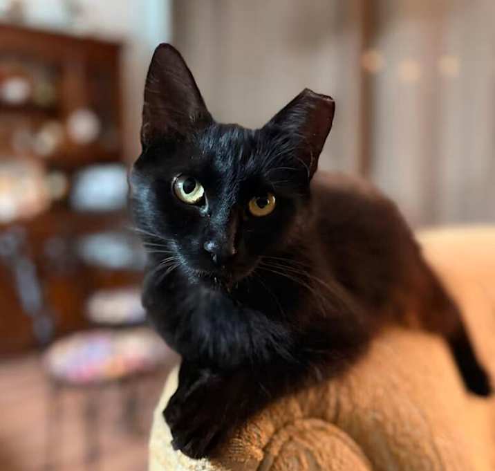 Photo of Juniper the cat