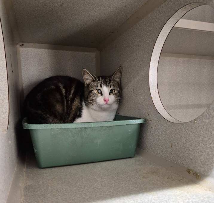 Photo of Kyogre 10047A