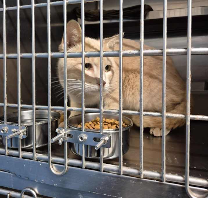 Photo of Umbreon 10047E