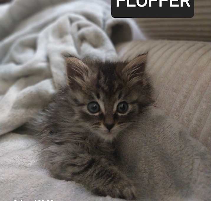 Photo of Fluffer