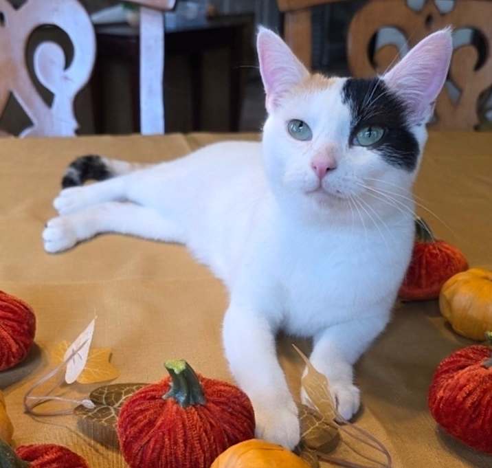 Photo of Pumpkin Pie