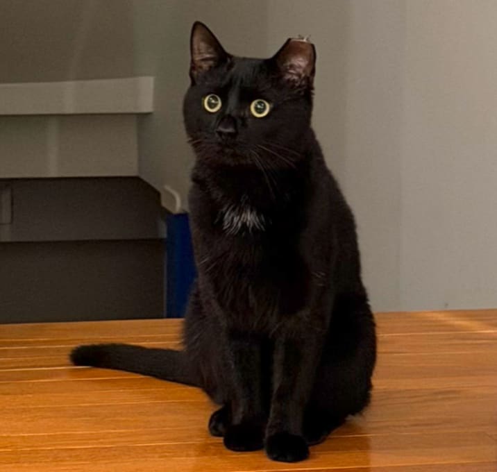 Photo of Midnight Alonso