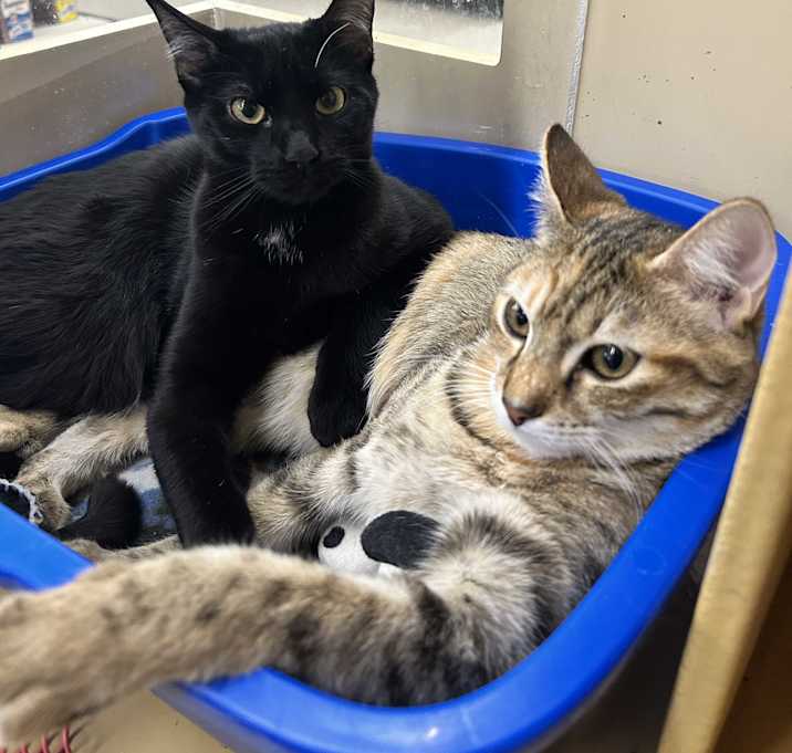 Photo of Henley & Ripley