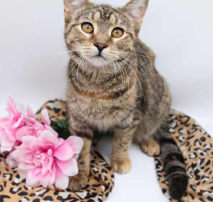 Photo of Macchiato IV