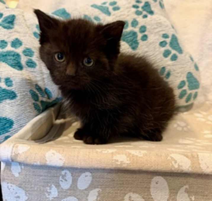 Photo of Catrick Swayze