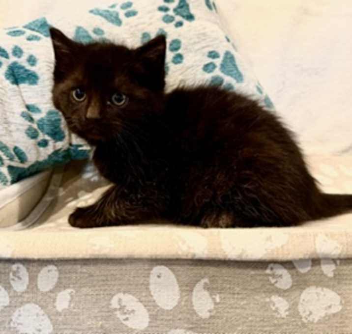 Photo of Purrlock Holmes