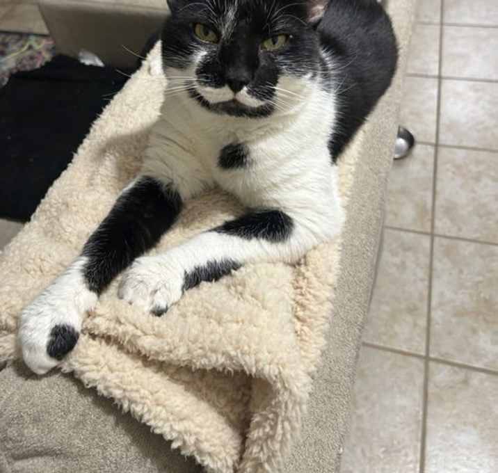 Photo of Teddy, Willow Grove Area, (FCID 9/19/2025-101)