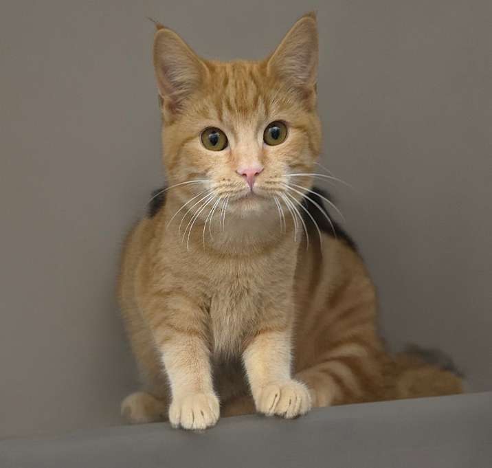 Photo of Ceviche 25-1676