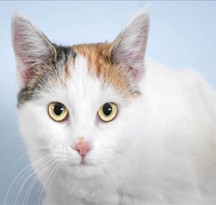 Photo of CARROT CAKE