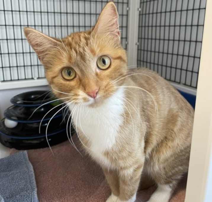 Photo of Pumpkin Pie