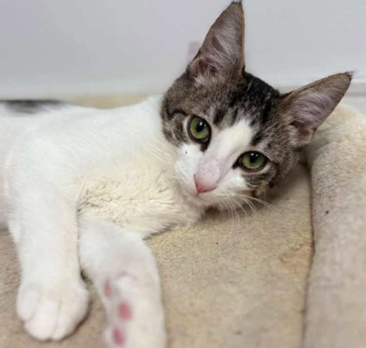 Photo of Freddy Purrcury