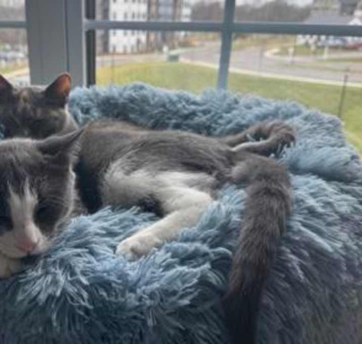 Photo of Glenda - Available in Foster