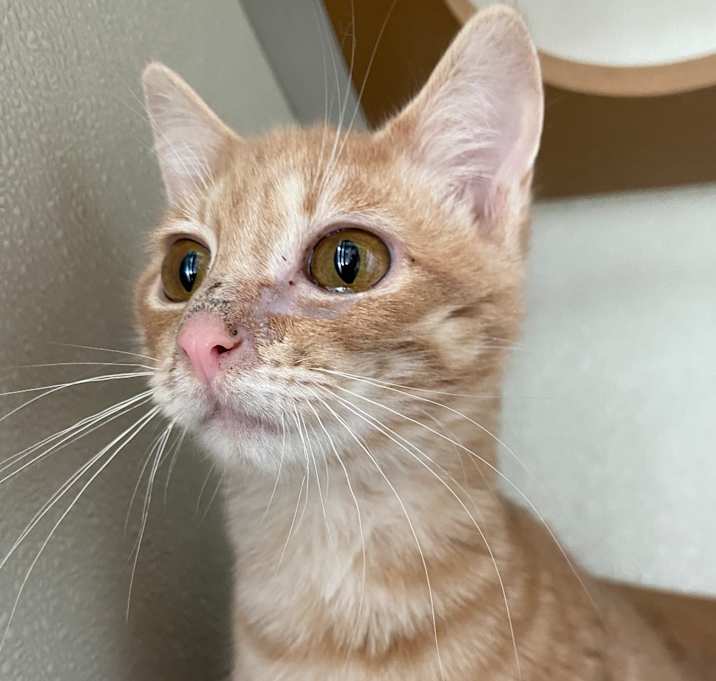 Photo of Tofu Nugget