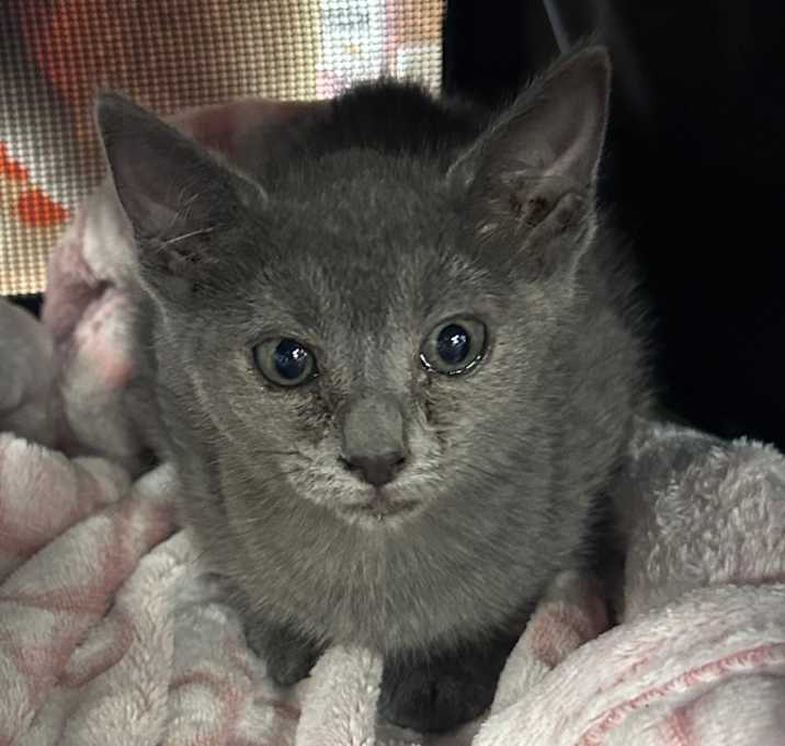 Photo of Lavender Storm