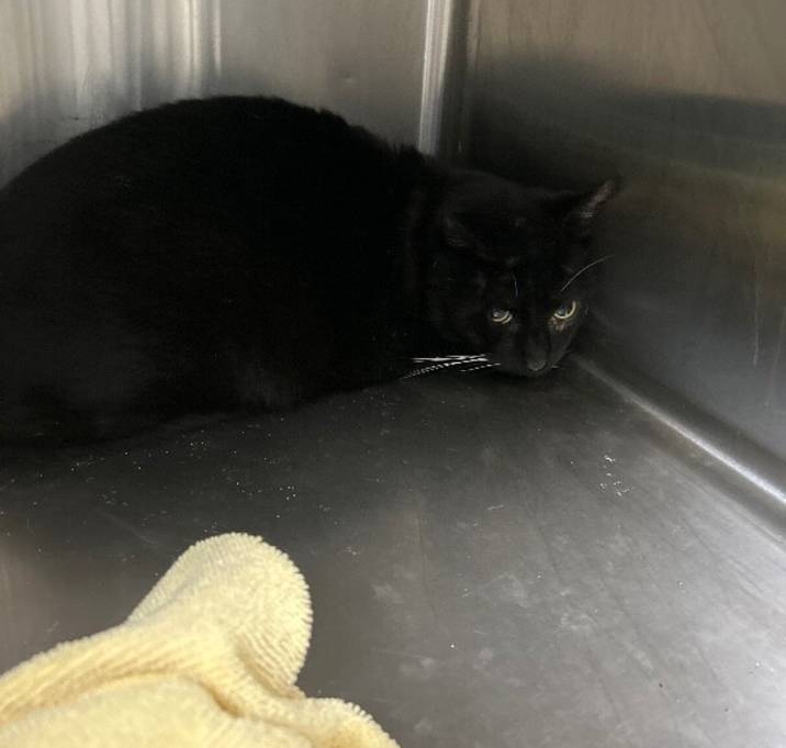 Photo of Burnt Toast