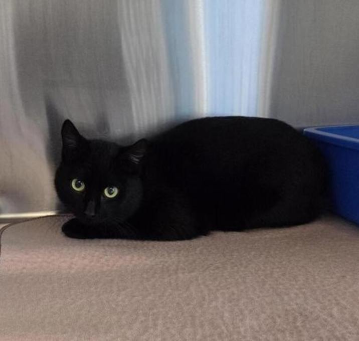 Photo of Lewis (lily)