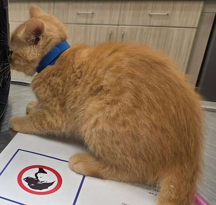 Photo of Sweeney Todd