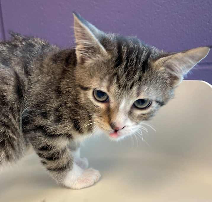 Photo of Crunch Wrap Supreme