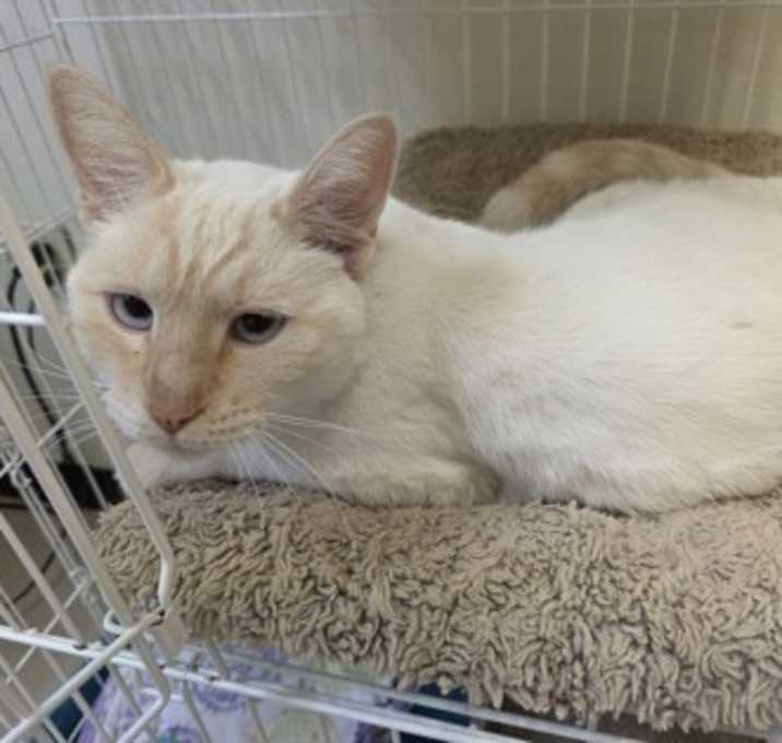 Photo of Coconuts (Jeezy)